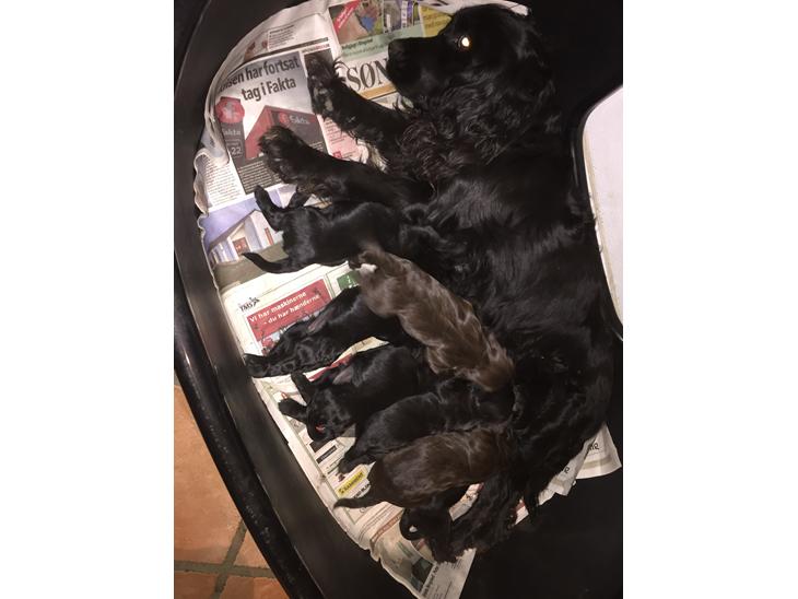 Cocker spaniel F.T. Hvalpe billede 0