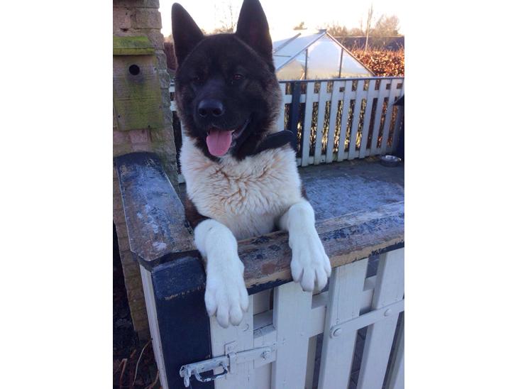 Akita inu American Akita billede 0