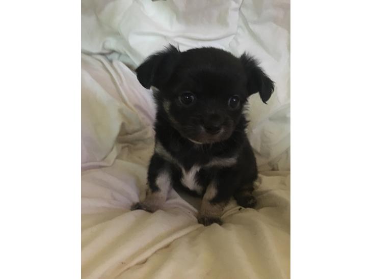 {{currentPhoto.altText}} billede {{currentPhoto.number}}