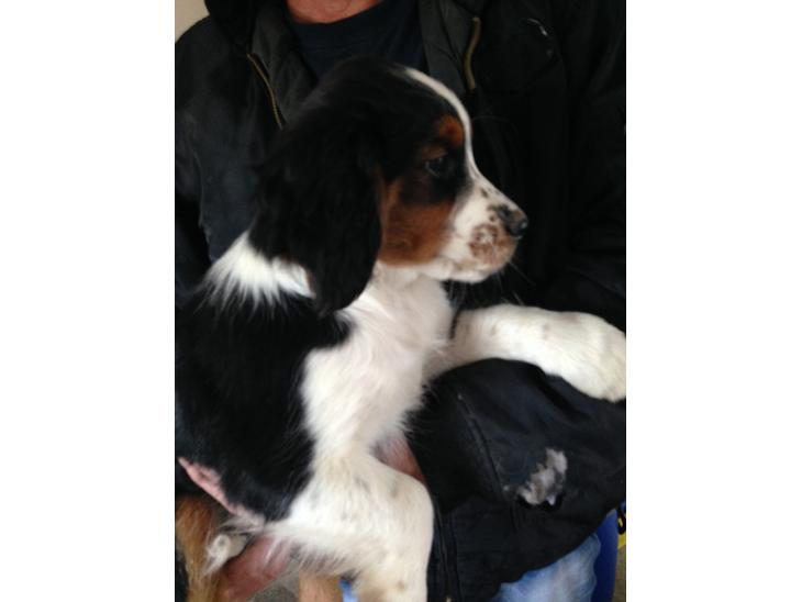 Blanding af racer Aussie / springer billede 0