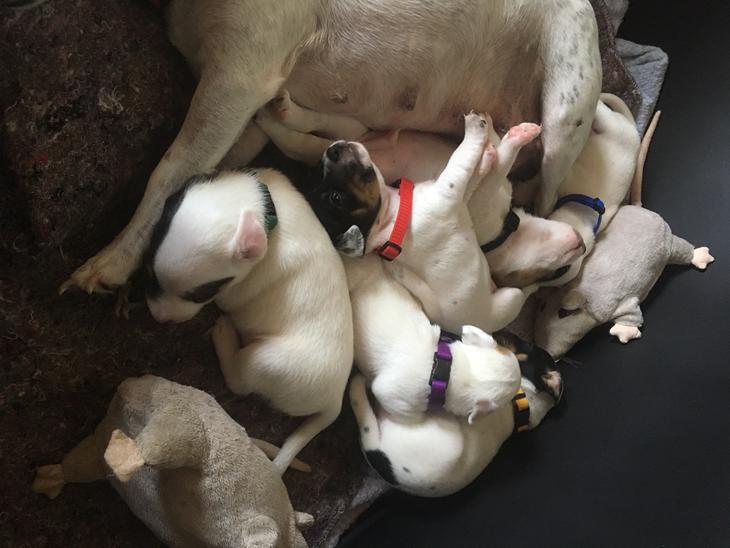 Jack russell terrier 6 yndige hvalpe billede 0