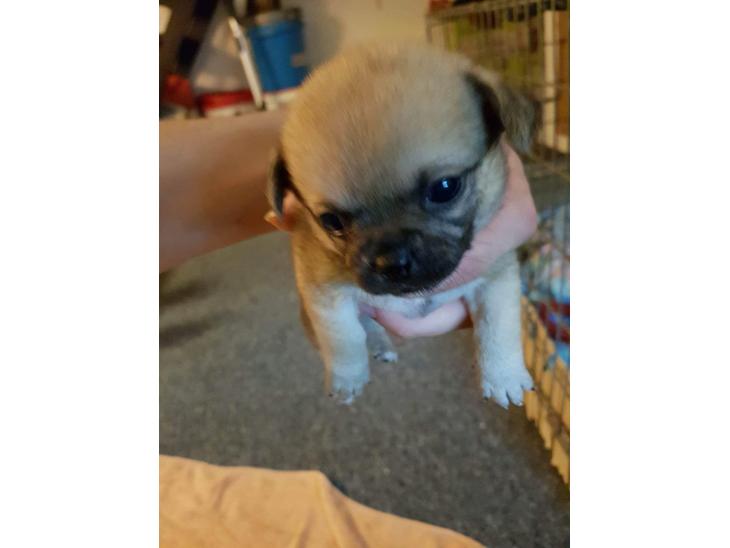 Blanding af racer Mops/pekingeser/chihuahua billede 0