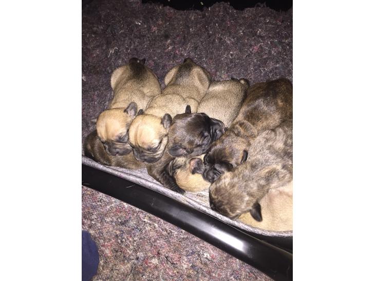 Blanding af racer Frenkle.. blanding mellem beagle og franks bulldog billede 0