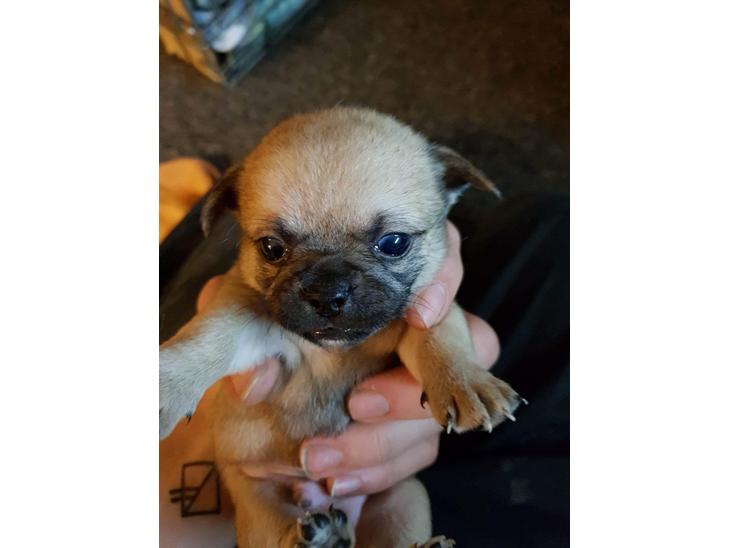 Blanding af racer Mops/pekingeser/chihuahua billede 0