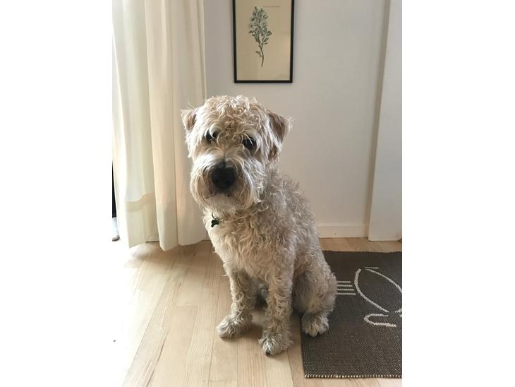 Soft-coated wheaten terrier Marley billede 0