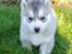 Siberian husky Rene Husky Hvalpe