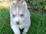 Siberian husky Rene Husky Hvalpe