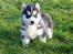 Siberian husky Rene Husky Hvalpe