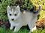 Siberian husky Rene Husky Hvalpe