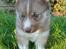 Siberian husky Rene Husky Hvalpe