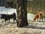 Akita inu Hvalpe
