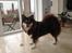 Finsk lapphund hvalpe - Ved Aalborg