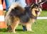 Finsk lapphund hvalpe - Ved Aalborg