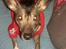 Xoloitzcuintle hvalpe