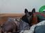 Xoloitzcuintle hvalpe