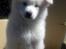 Samojedhund hvalpe