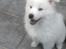 Samojedhund hvalpe
