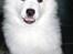 Samojedhund hvalpe