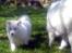 Samojedhund hvalpe