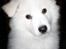Samojedhund hvalpe