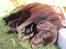 Labrador retriever Gammeldags
