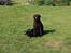 Labrador retriever Gammeldags