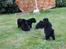 Labrador retriever Gammeldags