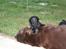 Labrador retriever Gammeldags