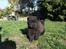 Chow chow flere
