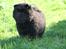 Chow chow flere