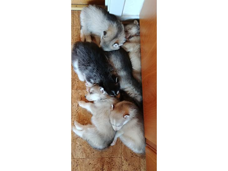 Siberian husky Rene Husky Hvalpe billede 0
