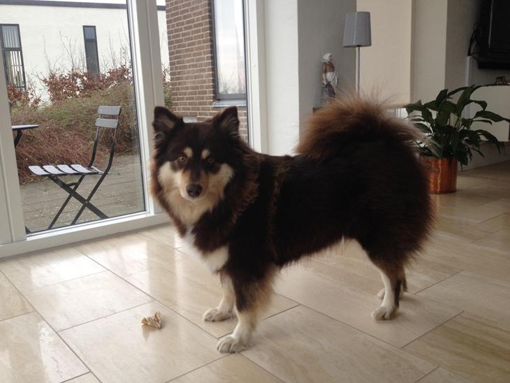 Finsk lapphund hvalpe - Ved Aalborg billede 0