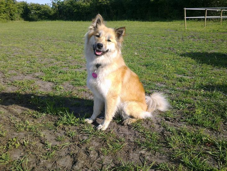 Islandsk fårehund Freja billede 0