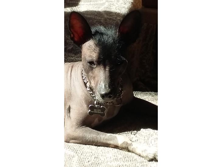 Xoloitzcuintle hvalpe billede 0