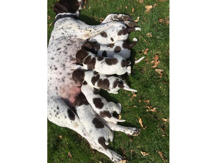 Gammel dansk hønsehund Gammel Dansk Hønsehund hvalpe billede 0