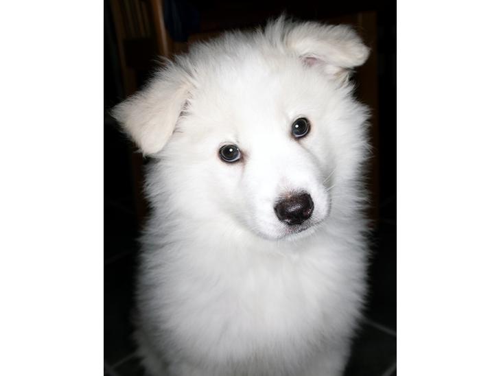 Samojedhund hvalpe billede 0