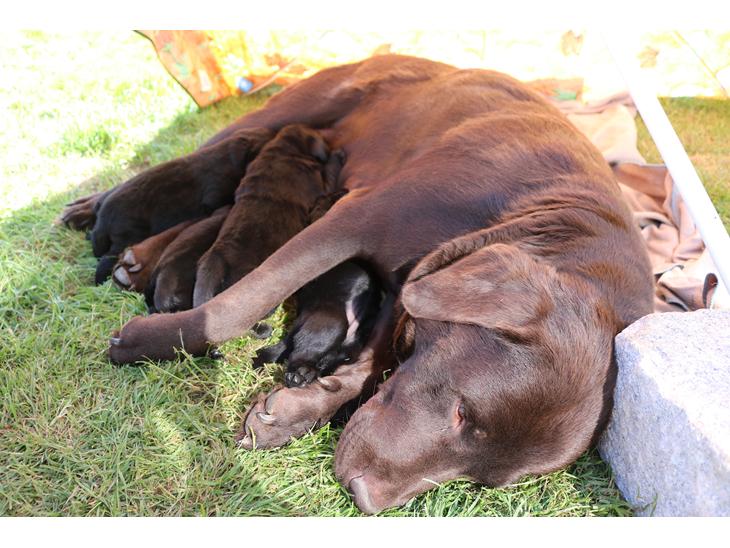 Labrador retriever Gammeldags billede 0