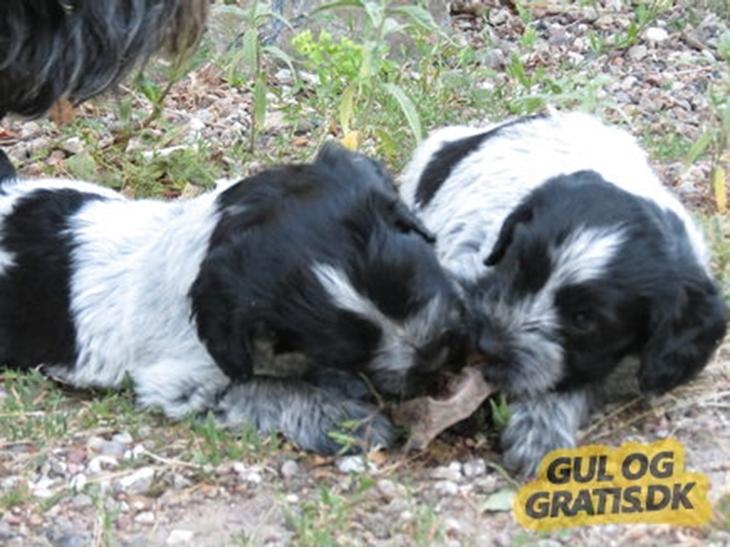 Schapendoes hvalpe billede 0