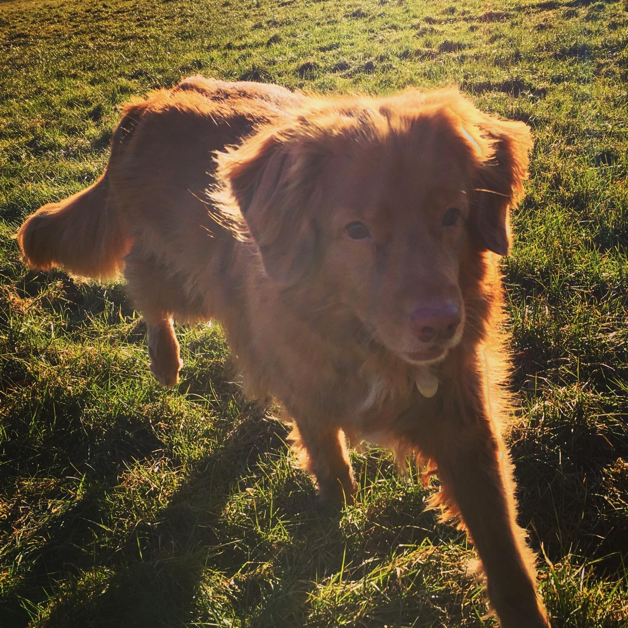 søger hund søger hund