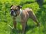 Engelsk bulldog Omplacering