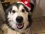 Alaskan malamute Søger nyt hjem