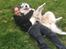 Alaskan malamute Søger nyt hjem