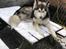 Alaskan malamute Søger nyt hjem