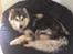 Alaskan malamute Søger nyt hjem