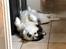 Alaskan malamute Søger nyt hjem