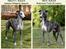 Whippet Galanta Whippets Forza Twist