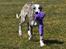 Whippet Galanta Whippets Forza Twist