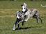 Whippet Galanta Whippets Forza Twist
