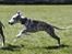 Whippet Galanta Whippets Forza Twist