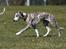 Whippet Galanta Whippets Forza Twist